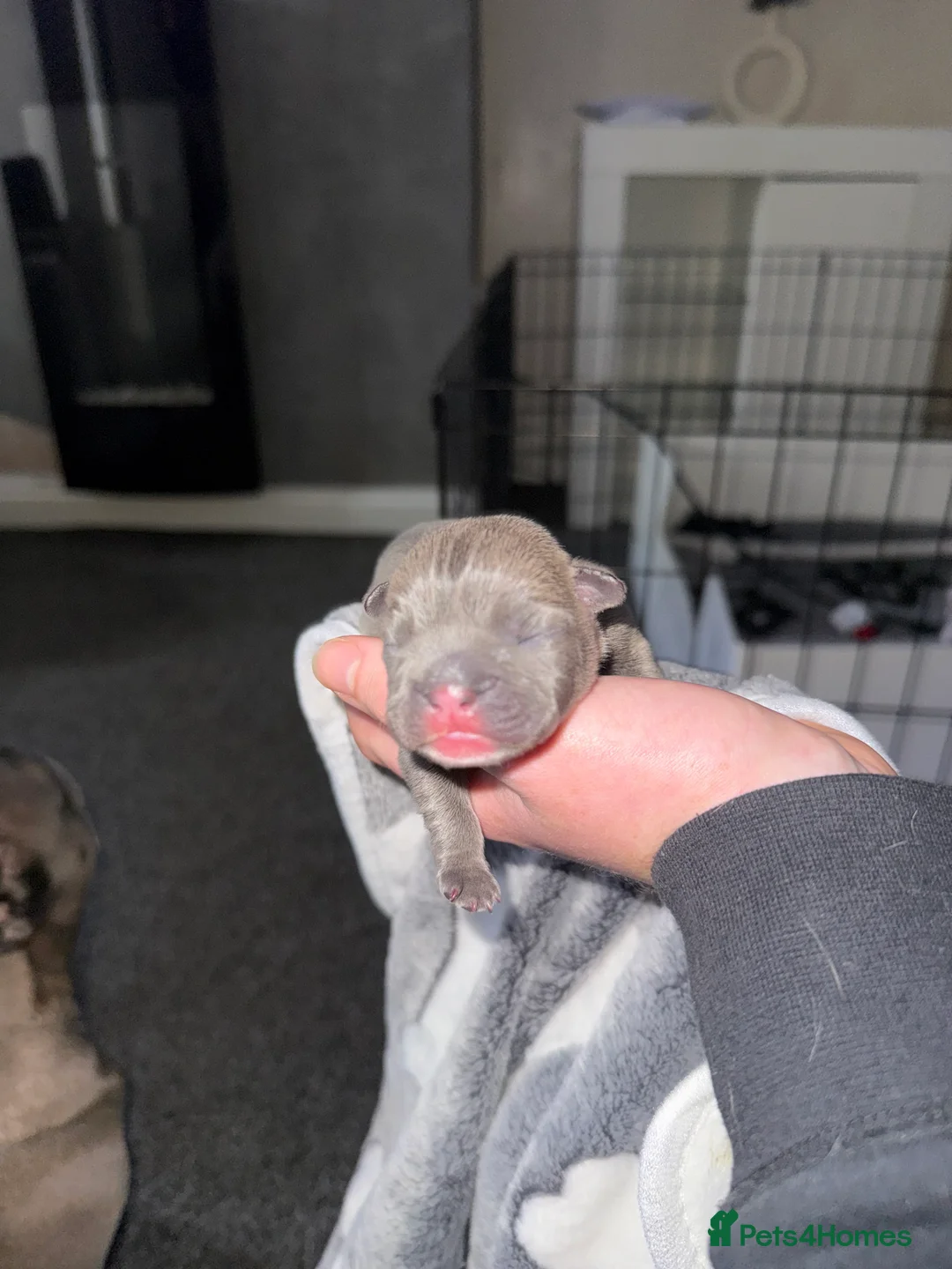 French Bulldog dogs for sale: French bulldog puppy🩵 - Advert 2