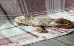 Miniature Dachshund dogs for sale: Miniature dachshunds  - Image 10