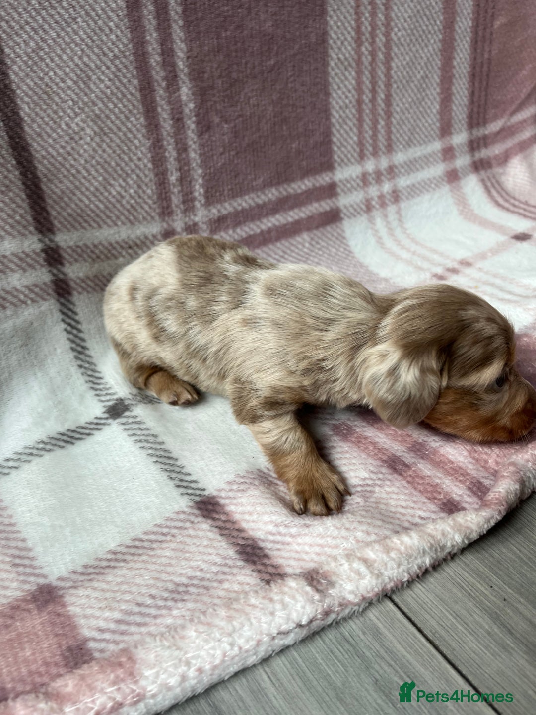 Miniature Dachshund dogs for sale: Miniature dachshunds  - Image 10