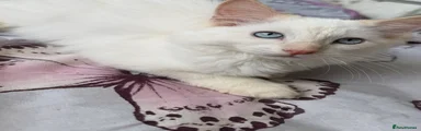 Ragdoll 2