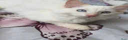 Ragdoll cats for sale: 💙 Beautiful Ragdoll Male Kittens 💙 - Advert 1