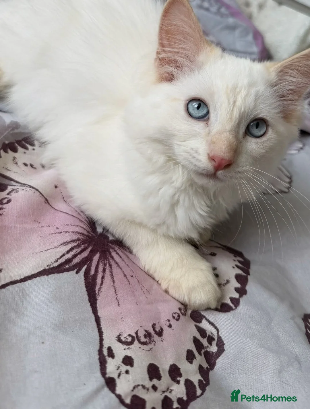 Ragdoll cats for sale: 💙 Beautiful Ragdoll Male Kittens 💙 - Advert 1
