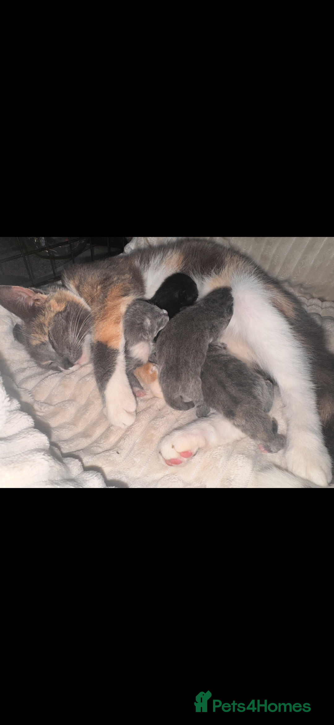British Shorthair cats for sale: Stunning kittens  - Image 2