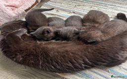 British Shorthair cats for sale: Black British Shorthair Male - Image 5
