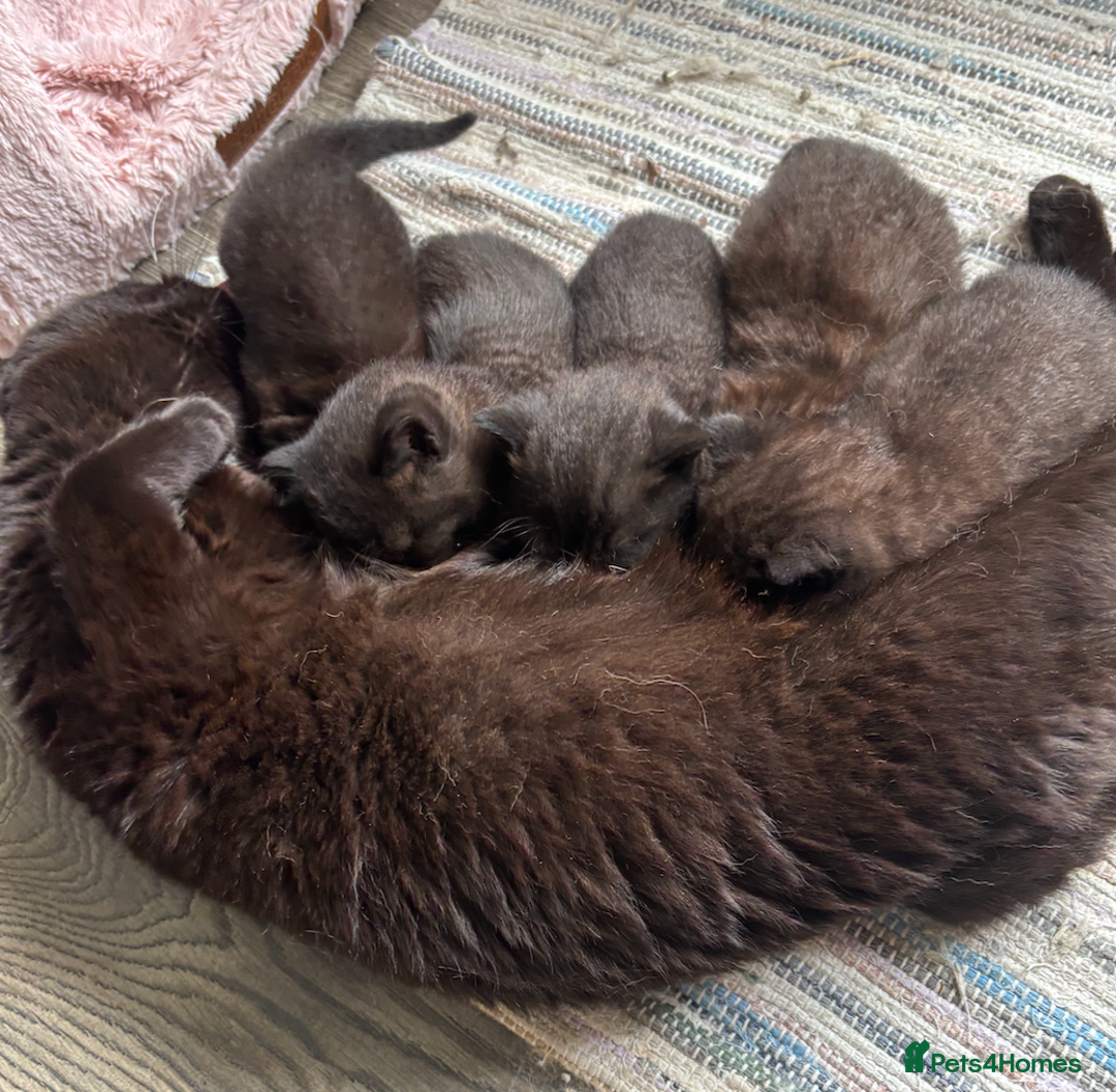 British Shorthair cats for sale: Black British Shorthair Male - Image 5
