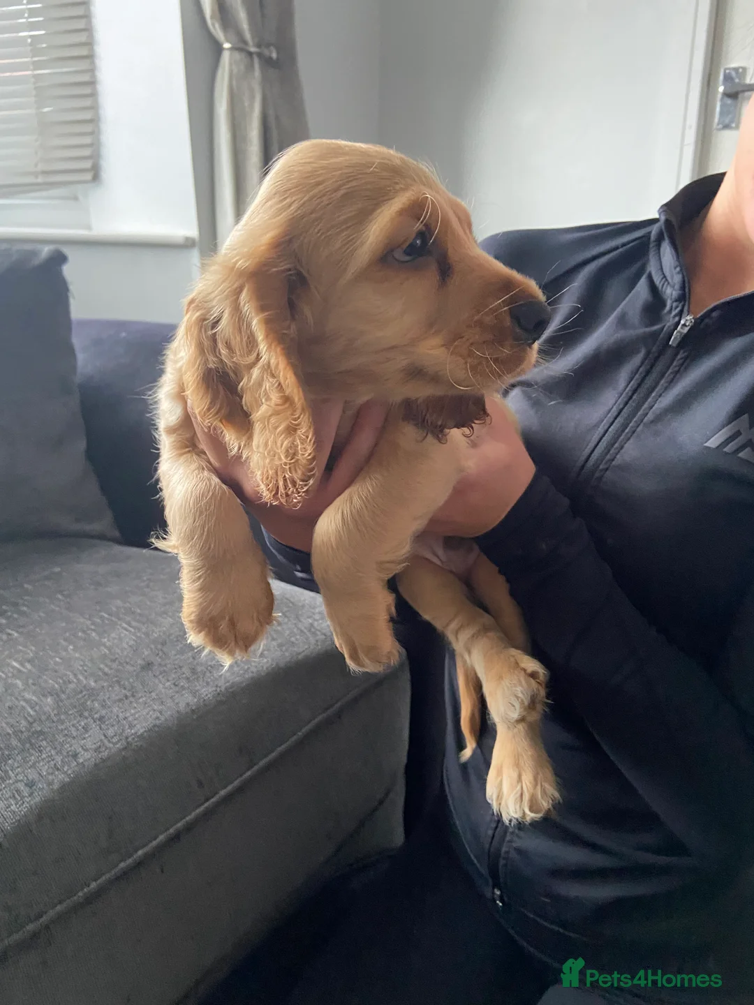 Cocker Spaniel dogs for sale: Cocker spaniel puppies  in York - Advert 9