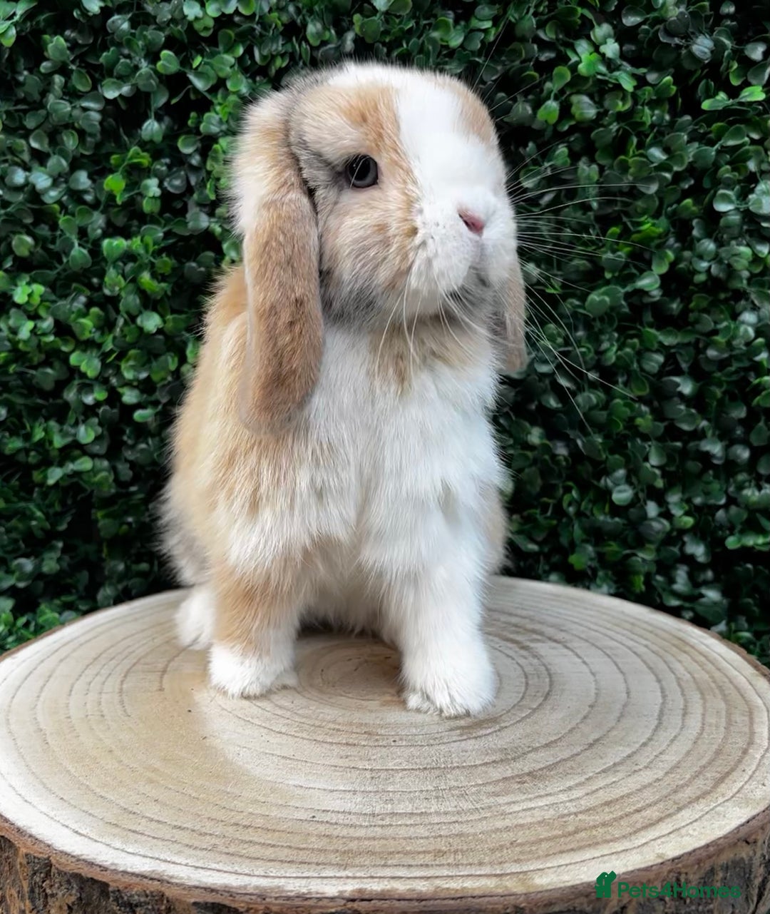 Mini Lop rabbits for sale: 🌟 mini lop babies 🌟 - Image 24