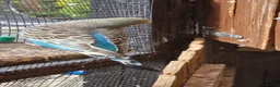 Budgerigars birds for sale: 4 blue chicks and 1 adult male  - Advert 11