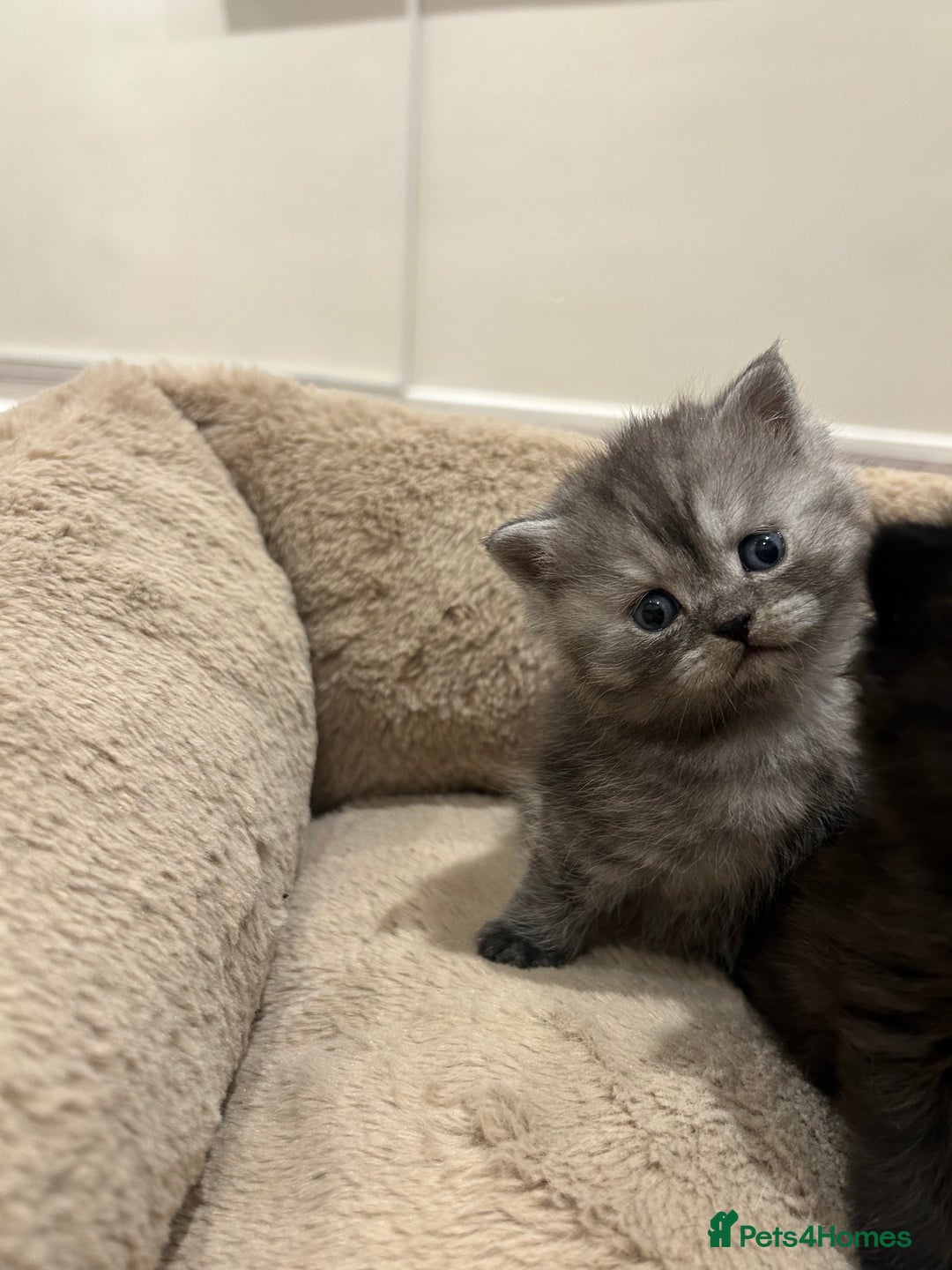 Persian cats for sale: BSH/PERSIAN KITTEN FOR SALE   - Advert 9