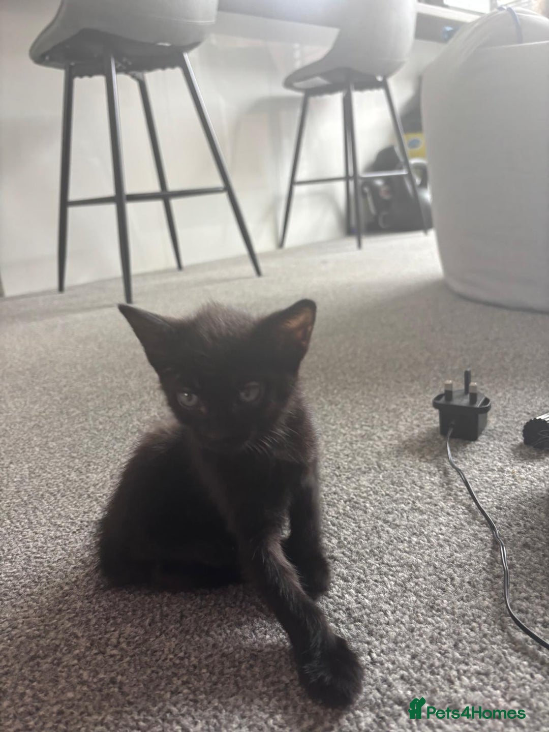 Domestic Shorthair cats for sale: 4 beautiful kittens   - Image 8