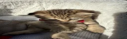 Scottish Fold cats for sale: Beautiful Scotish fold girl in Romford - Advert 7