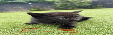 Mixed Breed Kitten 4