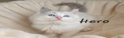 Ragdoll cats for sale:  Ragdoll Kittens FromChampionLines/licence breeder - Advert 10