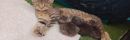 Domestic Shorthair cats for sale: Meet Snowflake  in Harrow - Advert 2