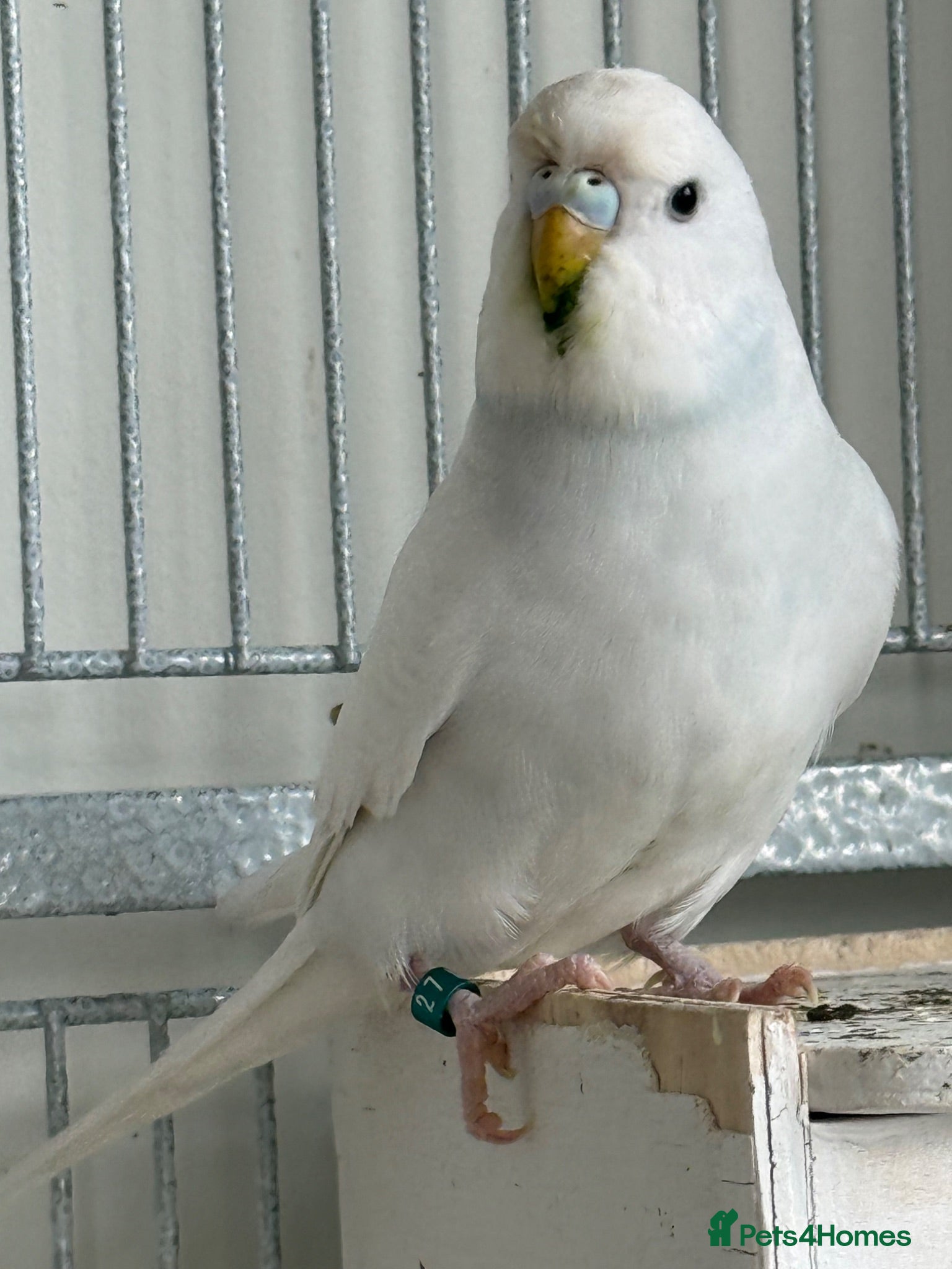 Budgerigars birds Budgies - Advert 1