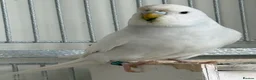 Budgerigars birds for sale: Budgies - Advert 1