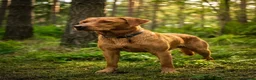 Labrador Retriever dogs for stud:  Haggis no fee until proven! KC Reg FOX RED   - Advert 2