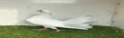 Pigeons birds for sale: Baby fantail pigeons  - Advert 9