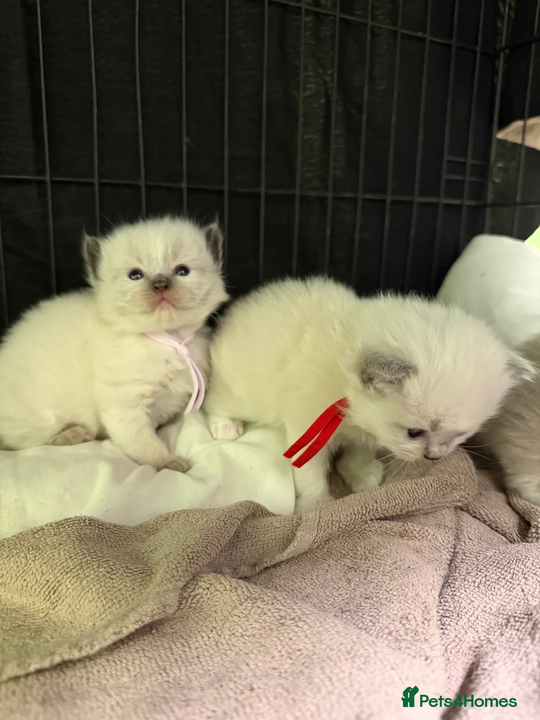Ragdoll cats for sale: Beautiful ragdoll kittens looking for new homes🤍✨ - Advert 2
