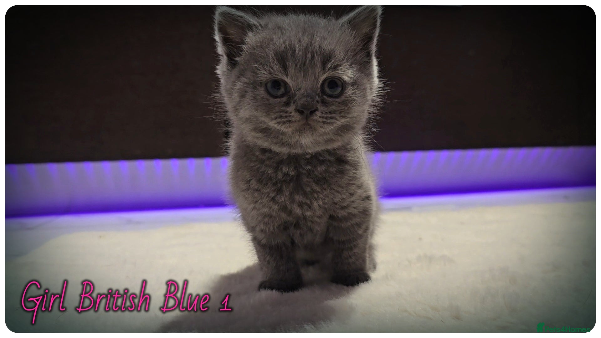 British Shorthair cats Pure British Blue Shorthair Kittens - Advert 1