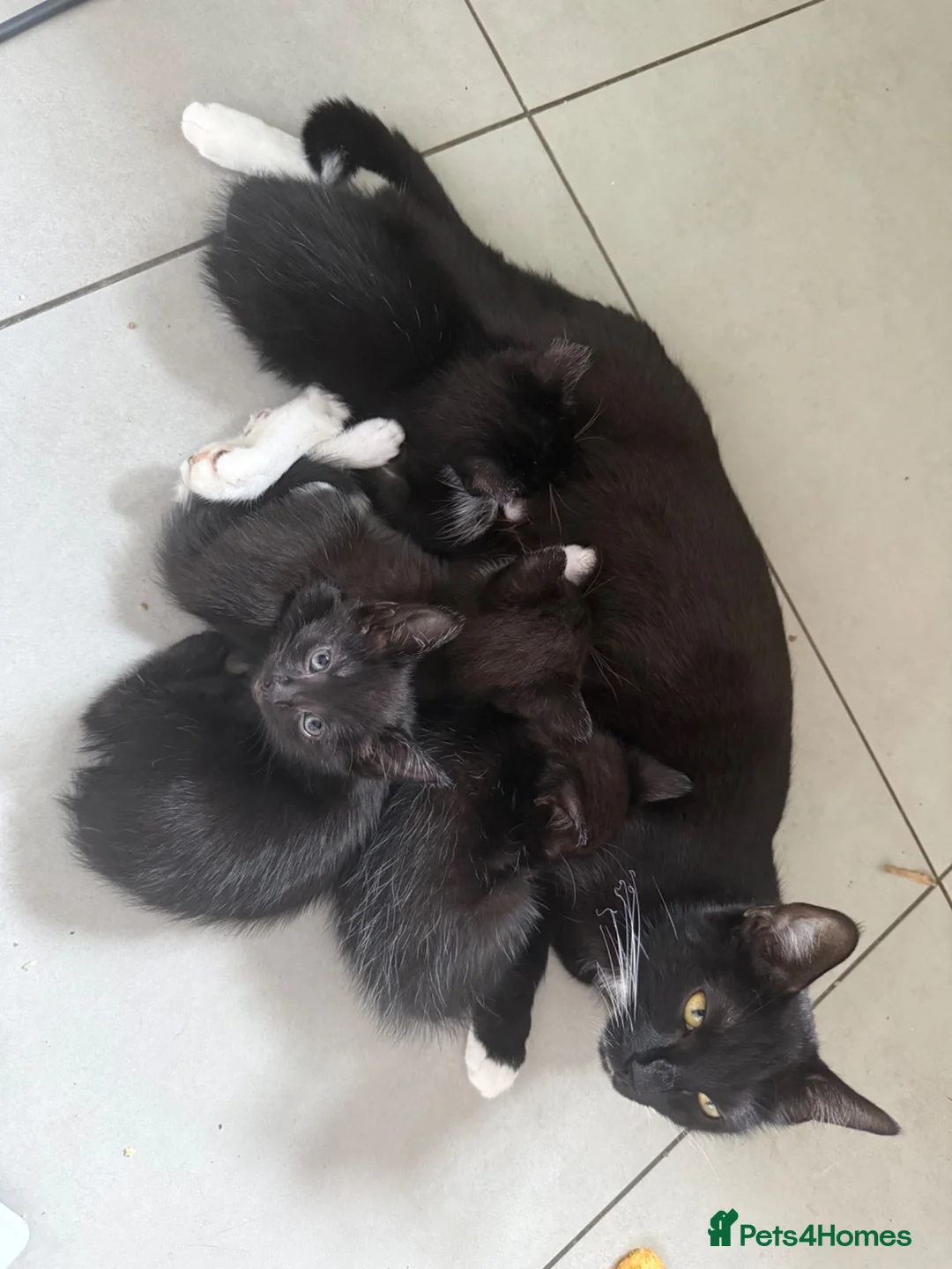Mixed Breed cats for sale: 5 black and white kittens ready to go now - Advert 2