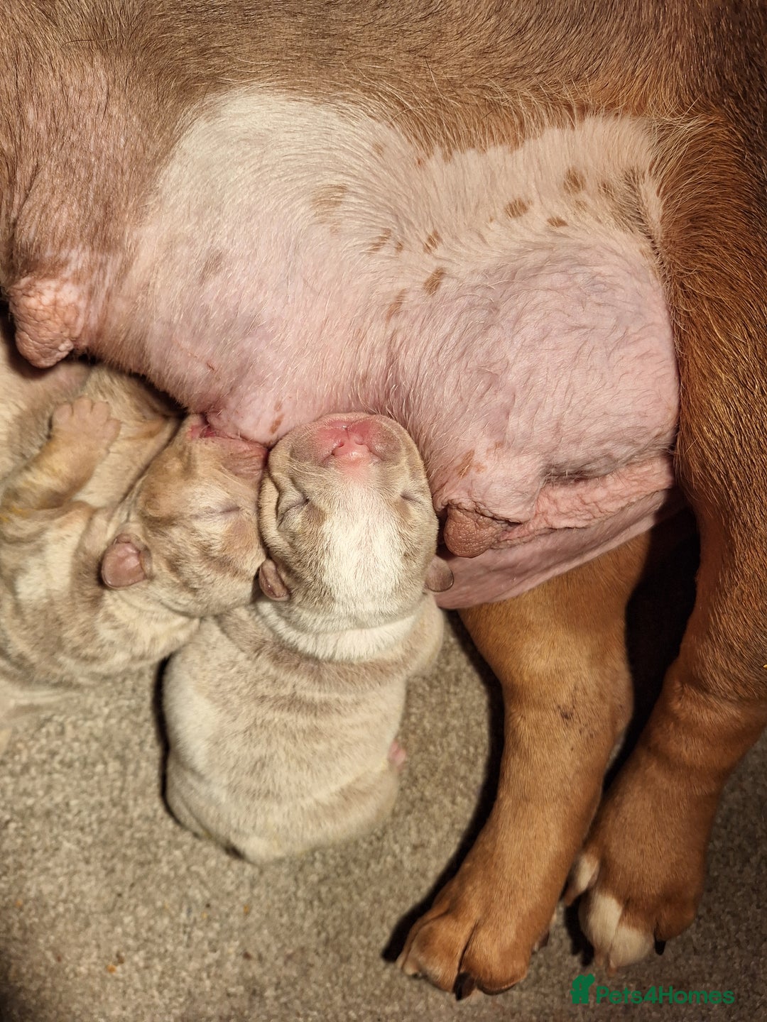 English Bulldog dogs for sale: English Bull dog Puppies - Image 4