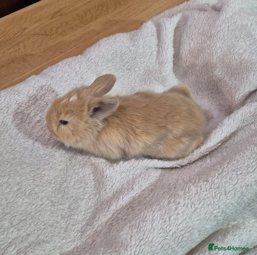Angora rabbits for sale: Gorgeous Angora Rabbits,  Full (Maxi) faced - Advert 2