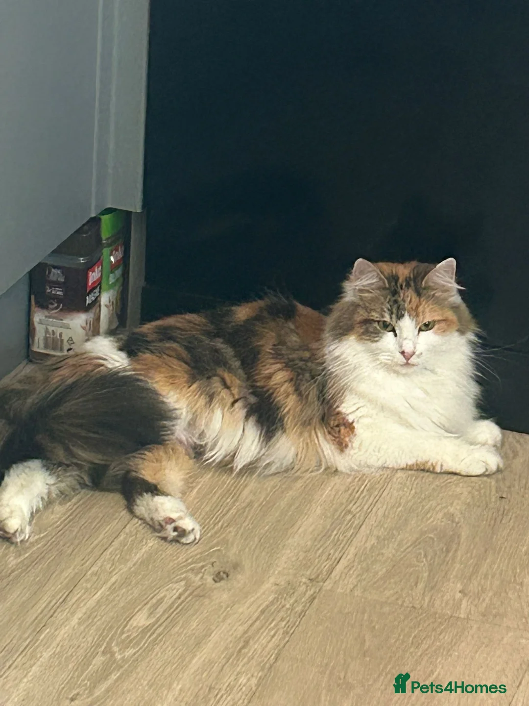 Mixed Breed cats for sale: Beautiful Kittens – Flea & Worm Treated 🐾 - Advert 3