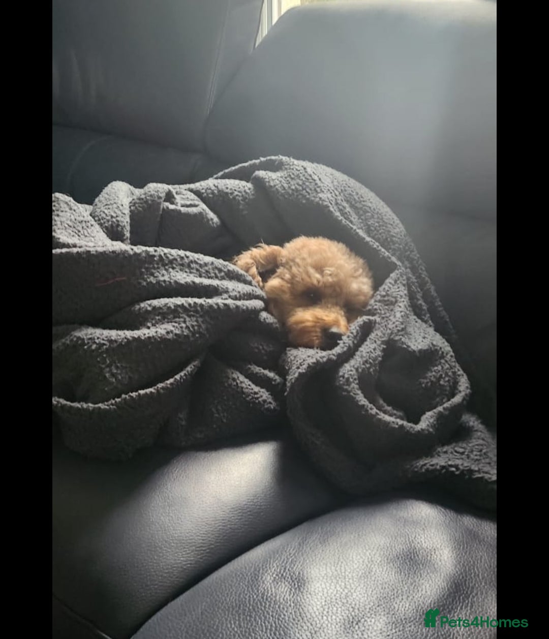 Mixed Breed dogs for sale: Stunning Irish Cockapoodledo's........ - Advert 6