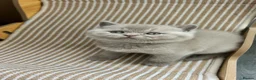 British Shorthair cats for sale: TICA Registered British Shorthair Kittens for Sale in Leeds - Advert 8