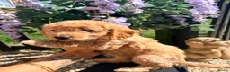 Cockapoo dogs for sale: F1B cockapoos ready for homes now  - Advert 5