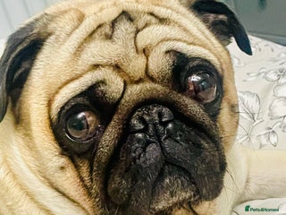 Pug dogs Opie - Advert 6