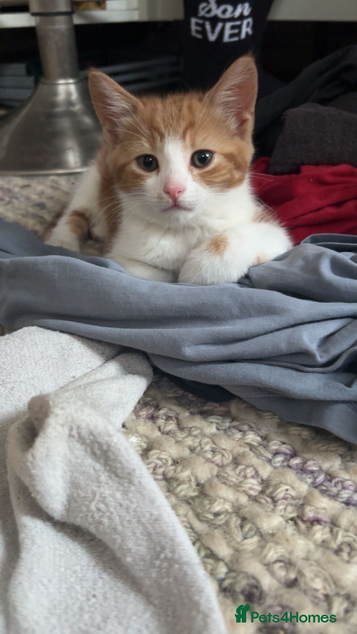 Mixed Breed cats 2 ginger and white females - Advert 2