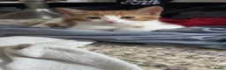 Mixed Breed cats for sale: 8 kittens for sale  - Advert 7
