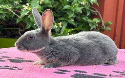 Rex rabbits for sale: READY NOW Vienna gene carrier Mini Rex babies - Image 4