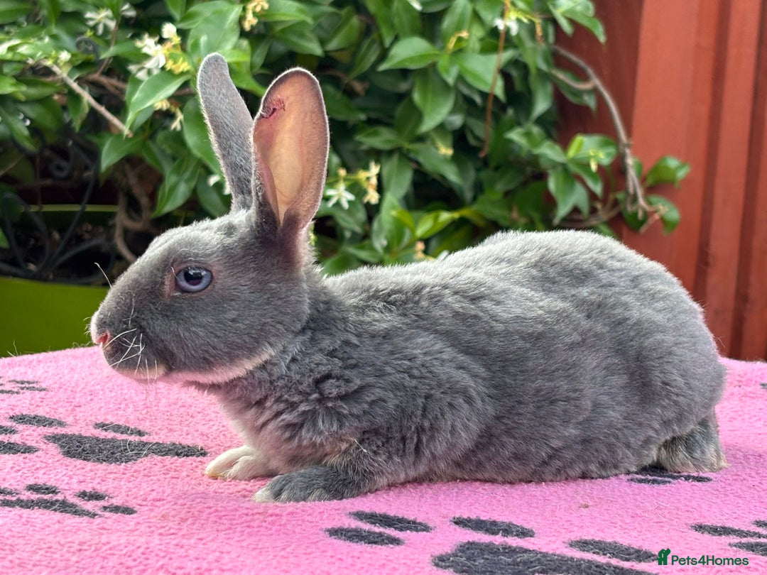 Rex rabbits for sale: READY NOW Vienna gene carrier Mini Rex babies - Image 4