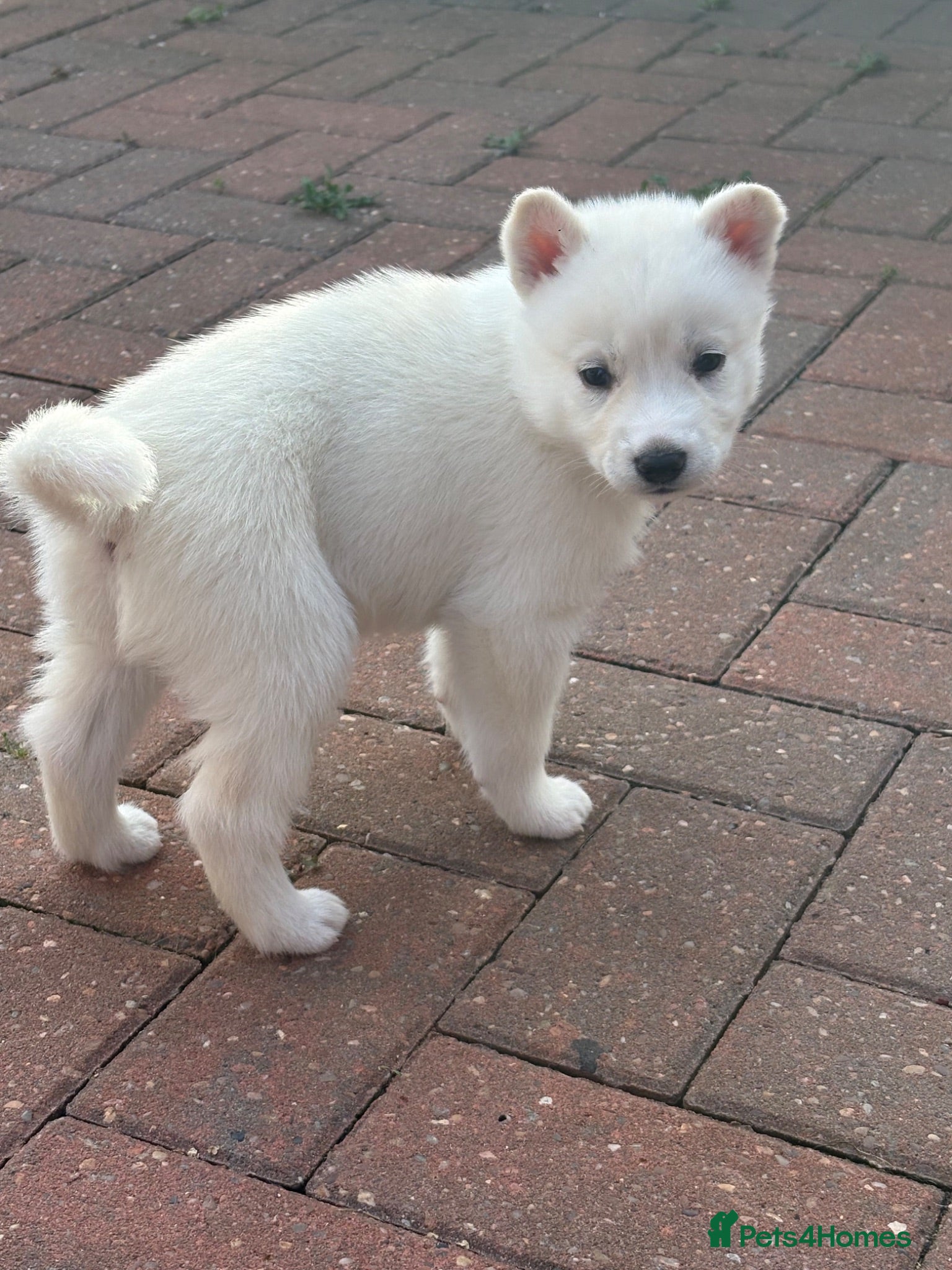 Siberian Husky dogs Siberian Husky puppies 1 boy 4 girls - Advert 2