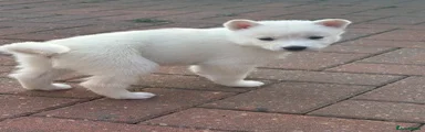 Siberian Husky 5