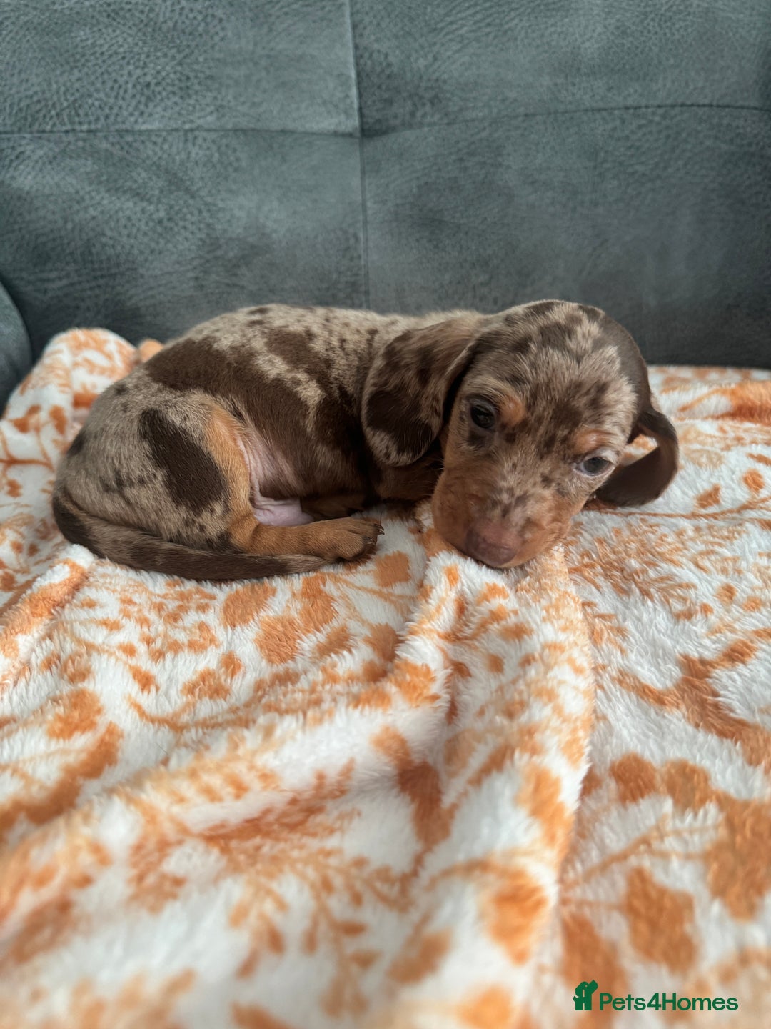 Miniature Dachshund dogs for sale: Male miniature Dachshund  - Advert 10