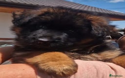 German Shepherd dogs for sale: TOP QUALITY LINES GSD PUPS AVAILABLE NOW - Image 13