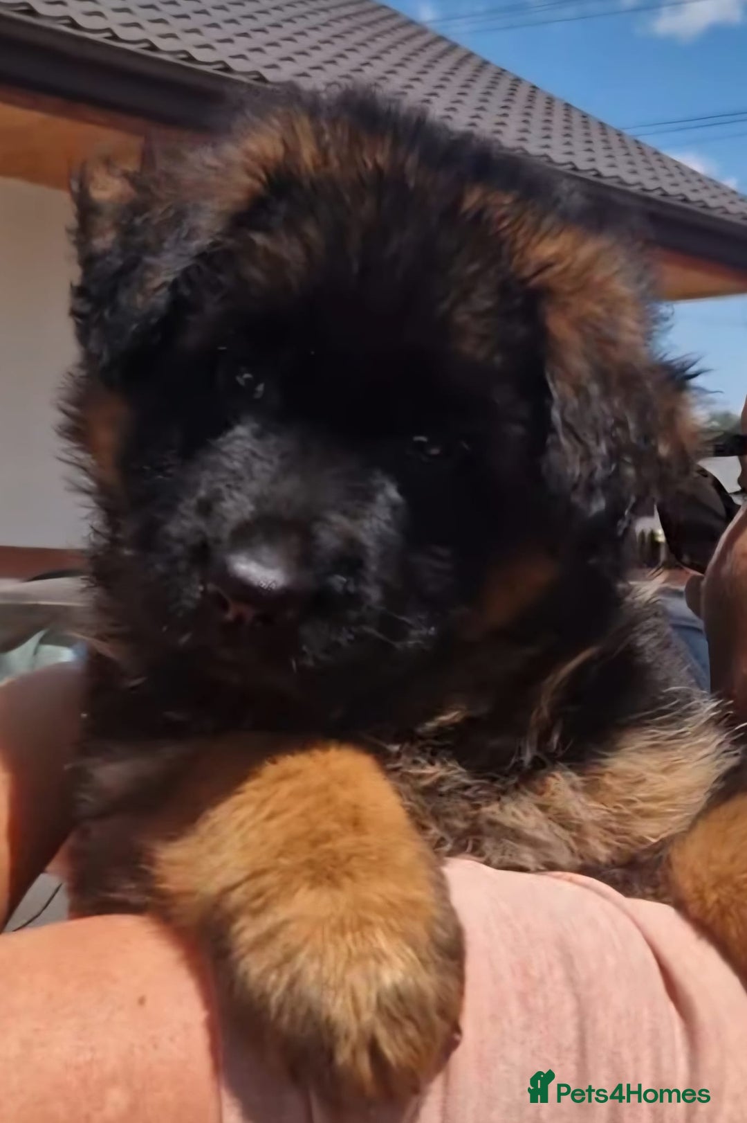 German Shepherd dogs for sale: TOP QUALITY LINES GSD PUPS AVAILABLE NOW - Image 13