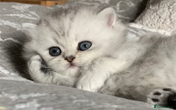 Persian cats for sale: Doll faced Persian kittens - Image 6