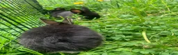 Netherland Dwarf rabbits for sale: Netherland Dwarfs LAST 1 LEFT - Advert 18