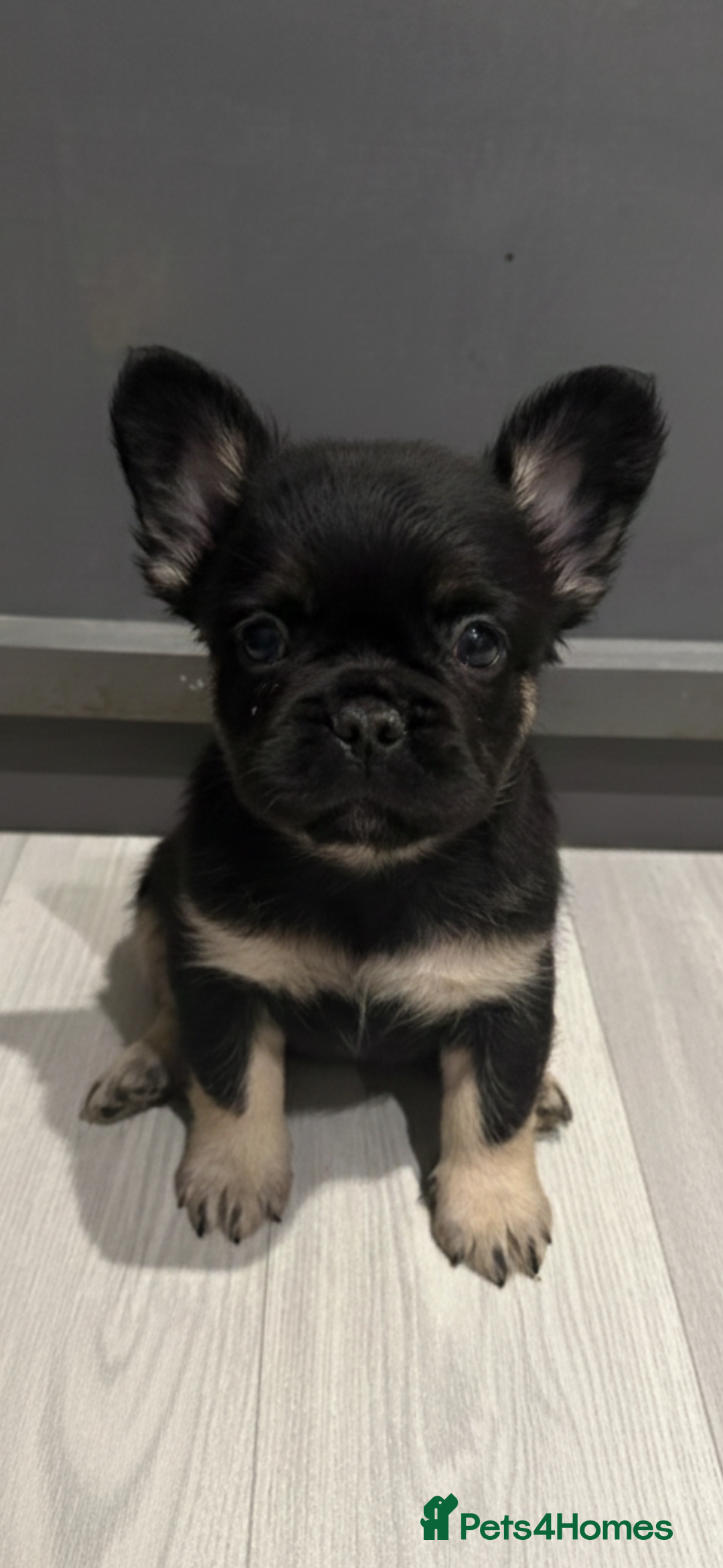 French Bulldog dogs for sale: RARE FLUFFY FRENCHIES! LAST 3 LEFT!!!! - Advert 4
