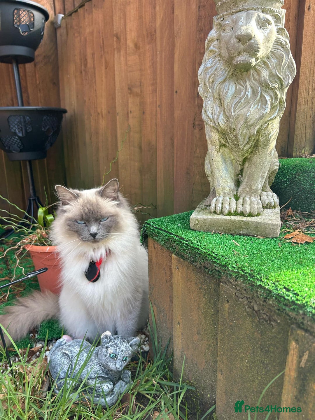 Ragdoll cats for sale: Female ragdoll  - Advert 3