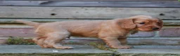 Cocker Spaniel dogs for sale: Gorgeous Working Cocker Spaniel Pups  - Advert 8