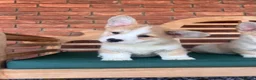 Welsh Corgi Pembroke dogs for sale: Welsh Pembroke corgis  in Lingfield - Advert 5