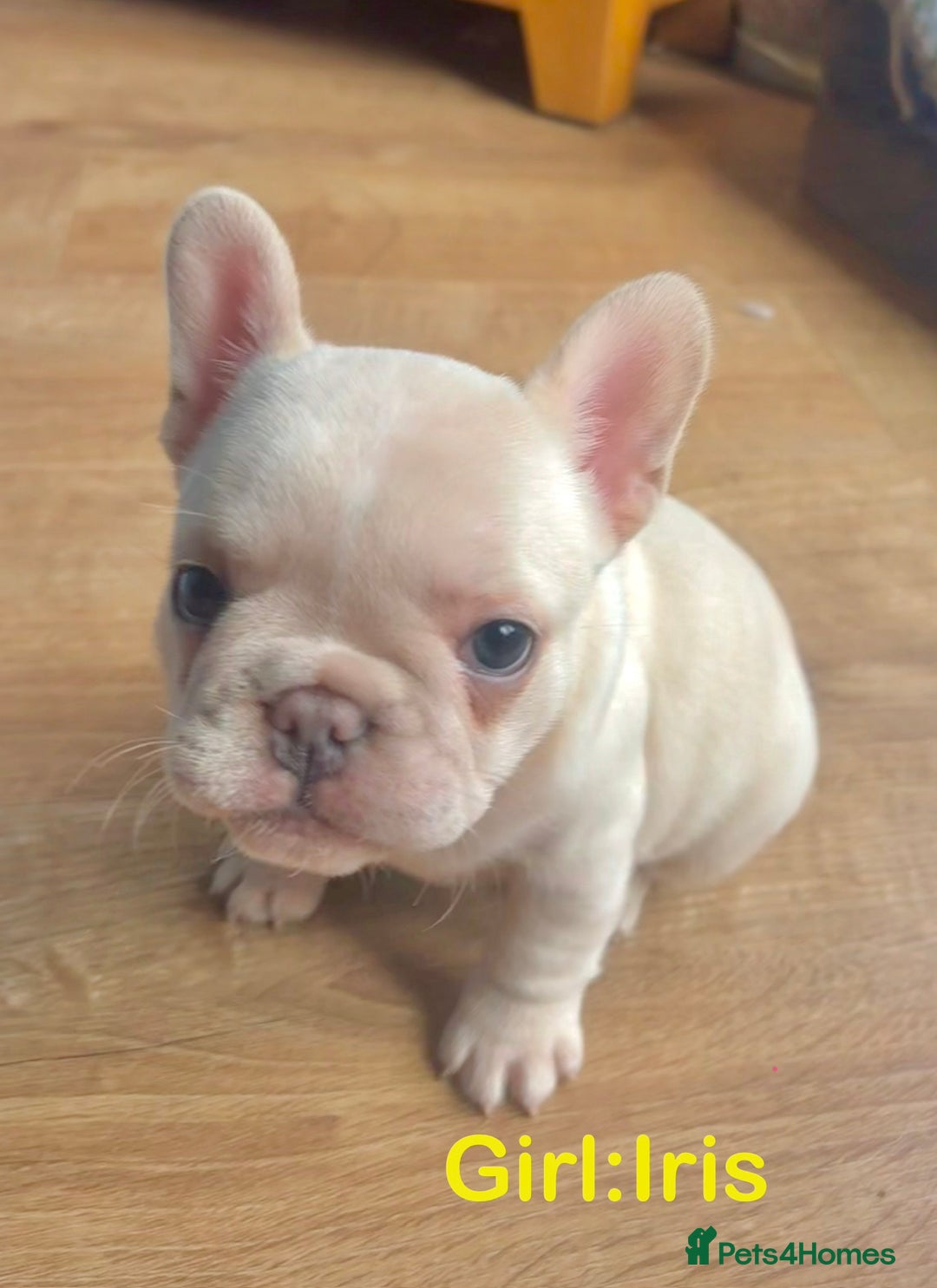 French Bulldog dogs for sale: Only 2 Girls left:French Bull Dog Puppies - Advert 19