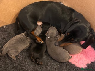 Miniature Dachshund dogs KC REGISTERED STUNNING MINATURE DACHSHUND PUPS❤️ - Advert 2