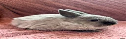 Netherland Dwarf rabbits for sale: Netherland Dwarf Baby Rabbits  - Advert 4
